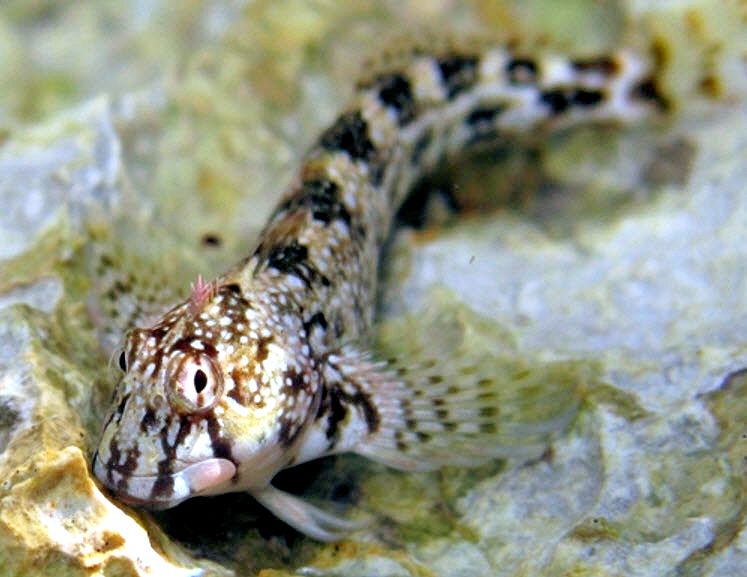 Coryphoblennius galerita_996600